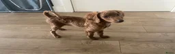 Cockapoo dogs for sale: Toy Poodle Cross Puppies, Mum & Dad Seen, London - Advert 6