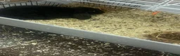 Mixed Breed rabbits for sale: Two rabbits for sale  in Wolverhampton - Advert 5