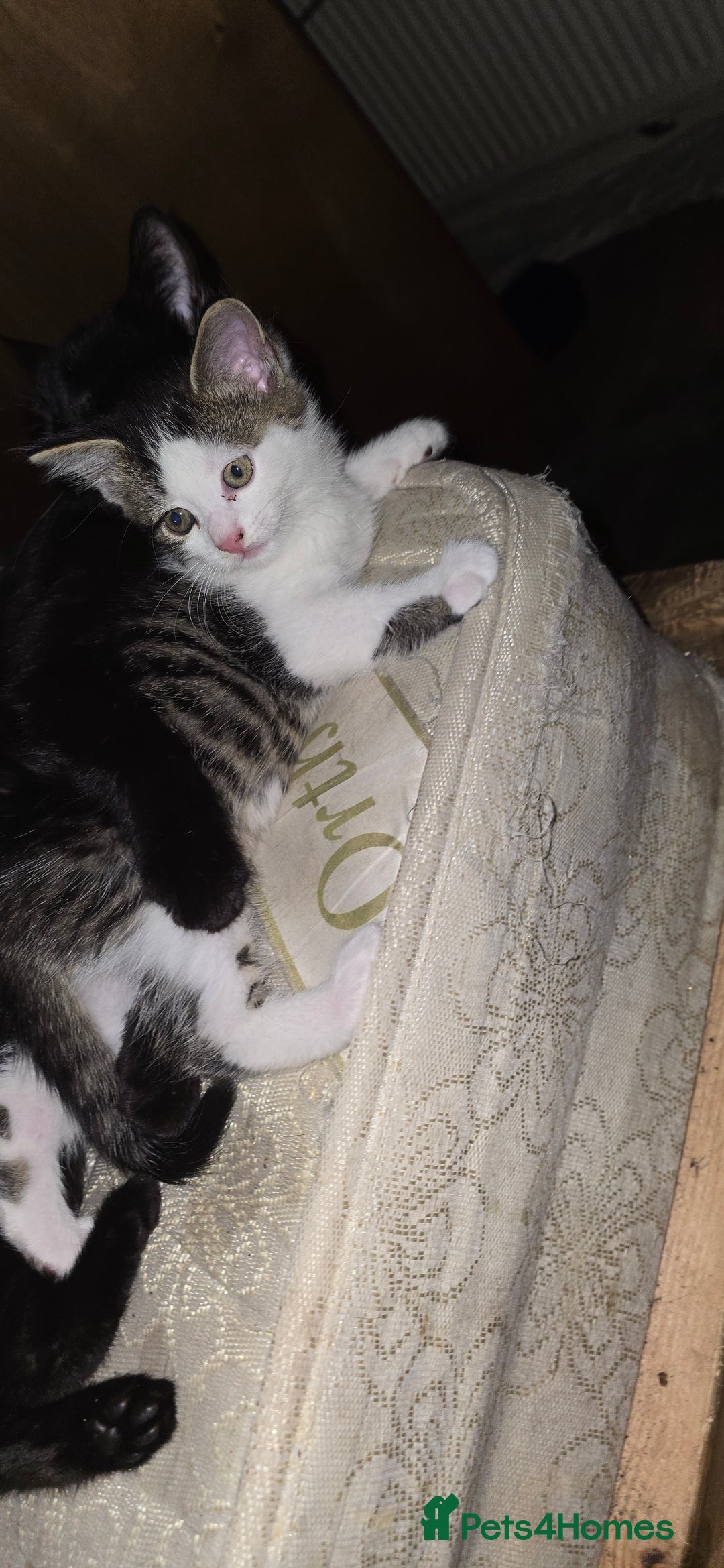 Mixed Breed cats for sale: hello. 4 beautiful kittens ready to leave  - Image 2
