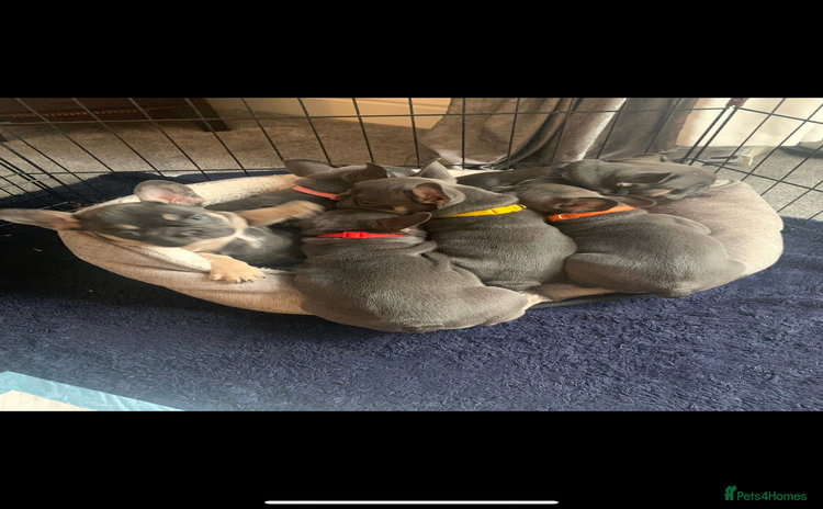 French Bulldog dogs - Advert 14