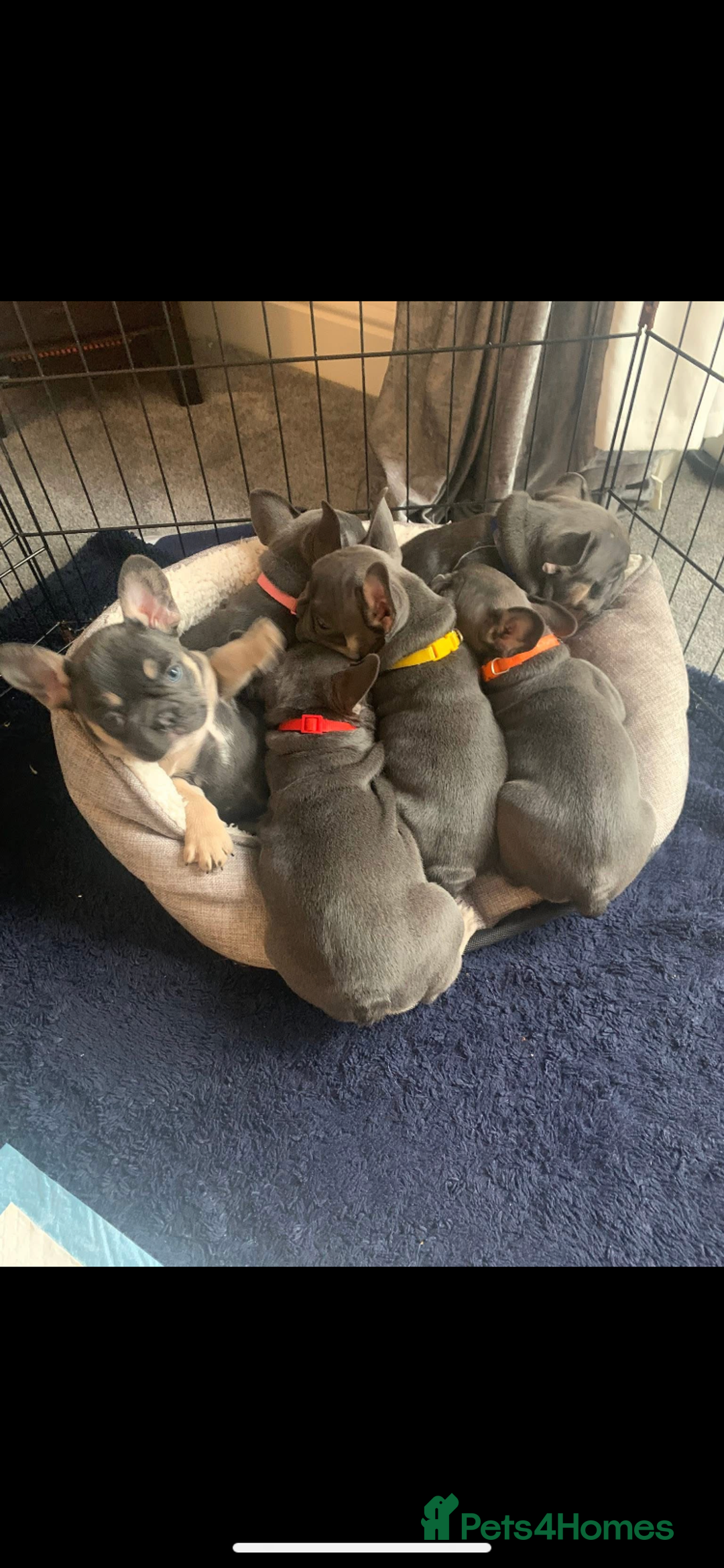 French Bulldog dogs for sale: Beautiful French Bulldogs  - Advert 3