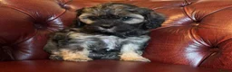 Cavapoo dogs for sale: F1 cavapoo stunning unusual colours  - Advert 3
