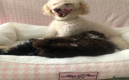 Miniature Poodle dogs for sale: ❤️🐶beautiful Merle miniature poodles girls🐶❤️ - Image 6