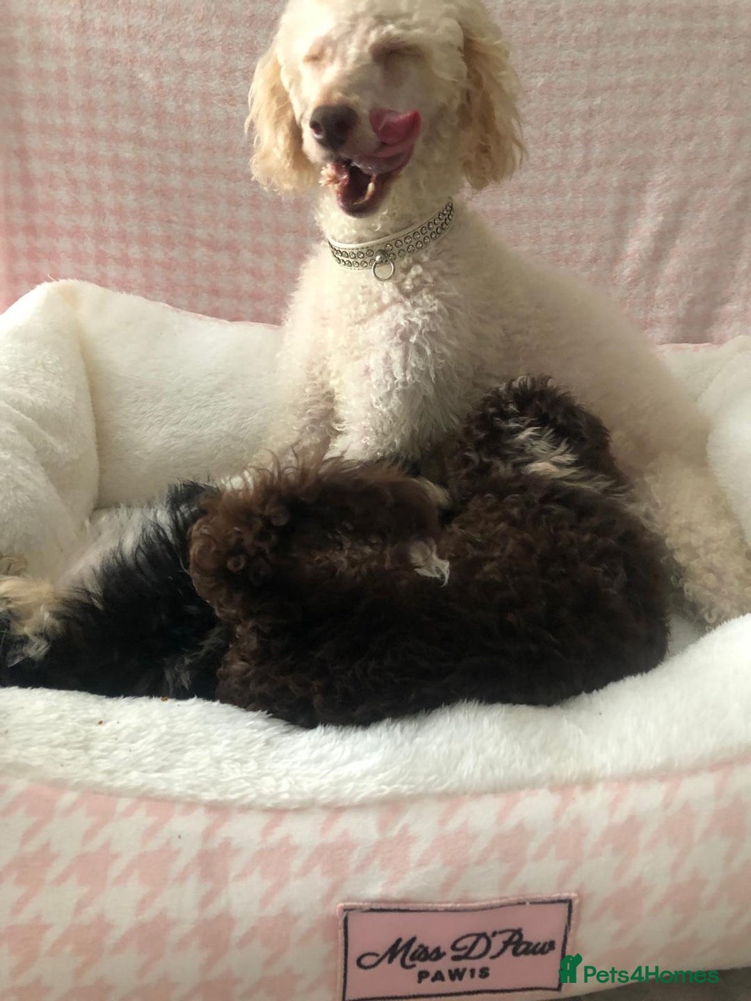 Miniature Poodle dogs for sale: ❤️🐶beautiful Merle miniature poodles girls🐶❤️ - Image 6