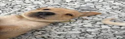 Labrador Retriever dogs for sale: 8 Labrador puppy’s for sale  - Advert 6
