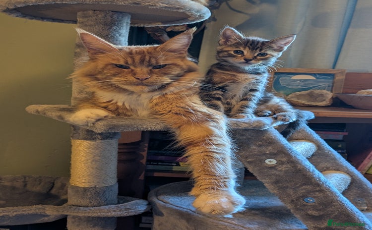 Mixed Breed cats - Advert 2