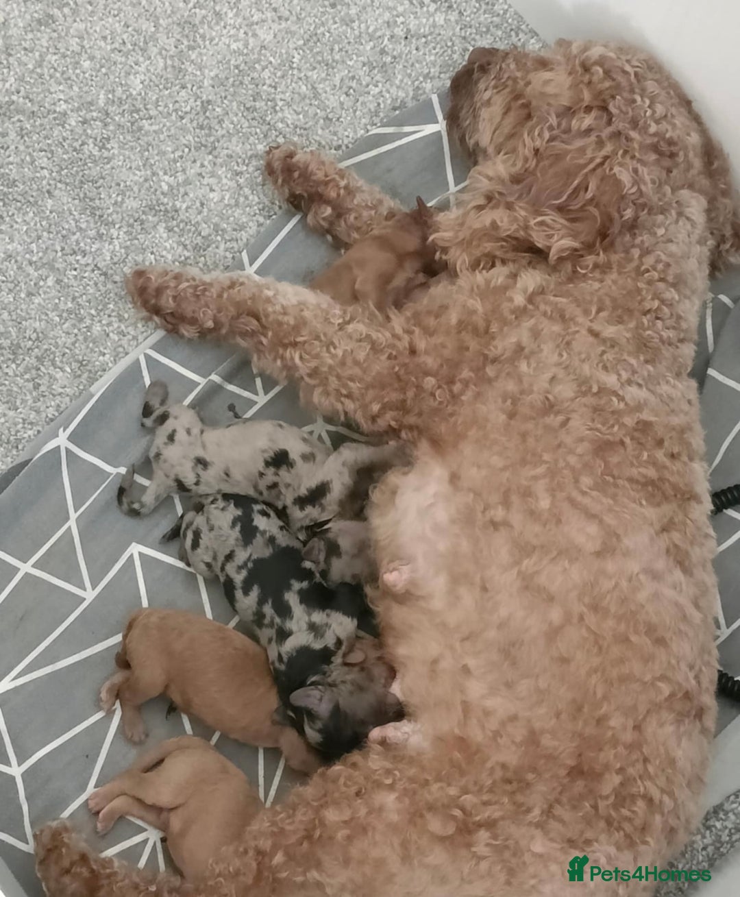 Cockapoo dogs for sale: toy cockapoo pups - Image 10