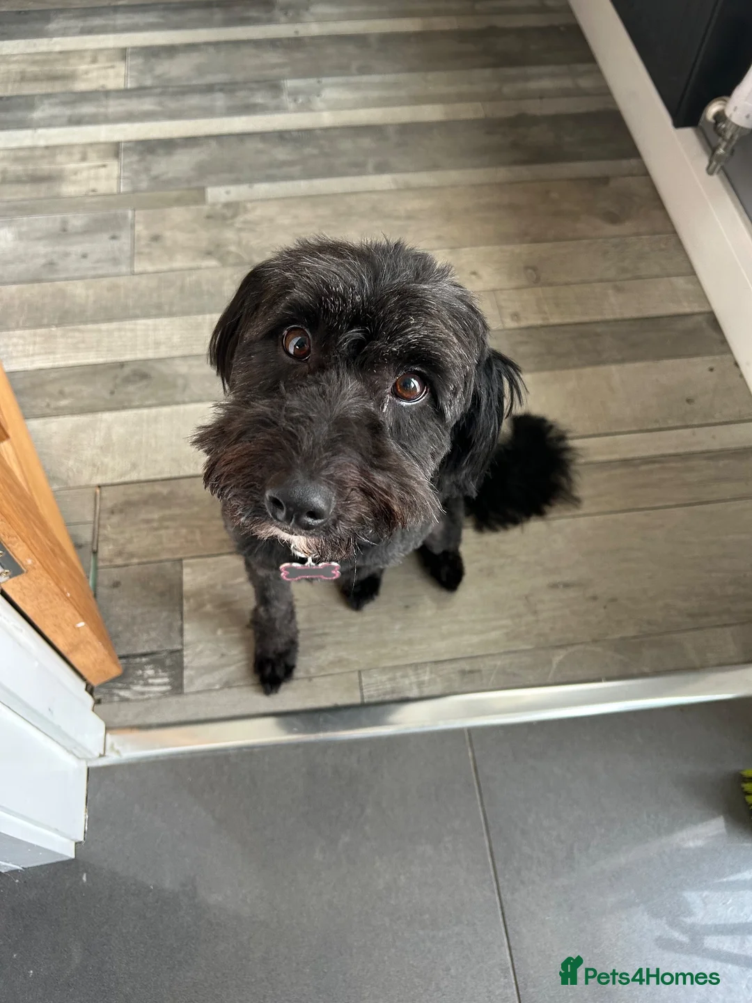 Bordoodle dogs for sale: Mimnie in Alfreton - Advert 1