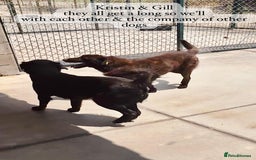 Mixed Breed dogs for adoption: Kristen, 1 yr approx. Available for adoption. in Brixham - Image 18