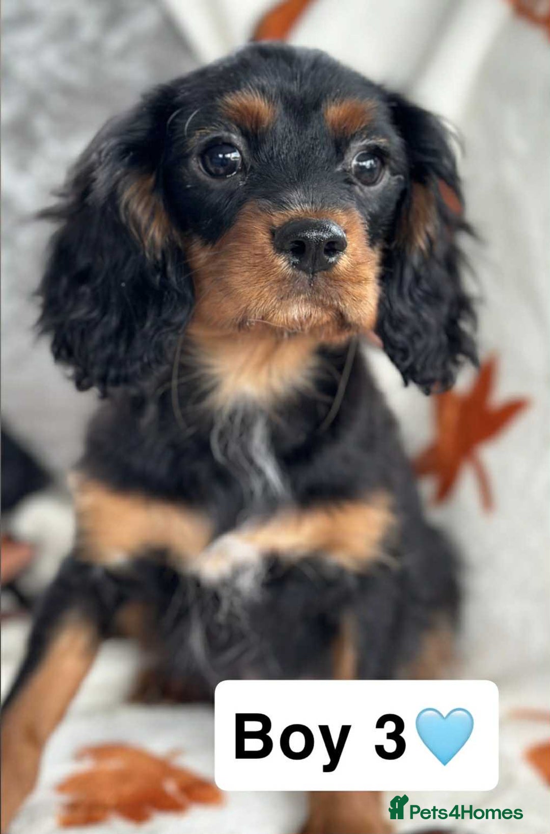 Cavalier King Charles Spaniel dogs for sale: Stunning DNA CLEAR Cavalier Pups - Image 6