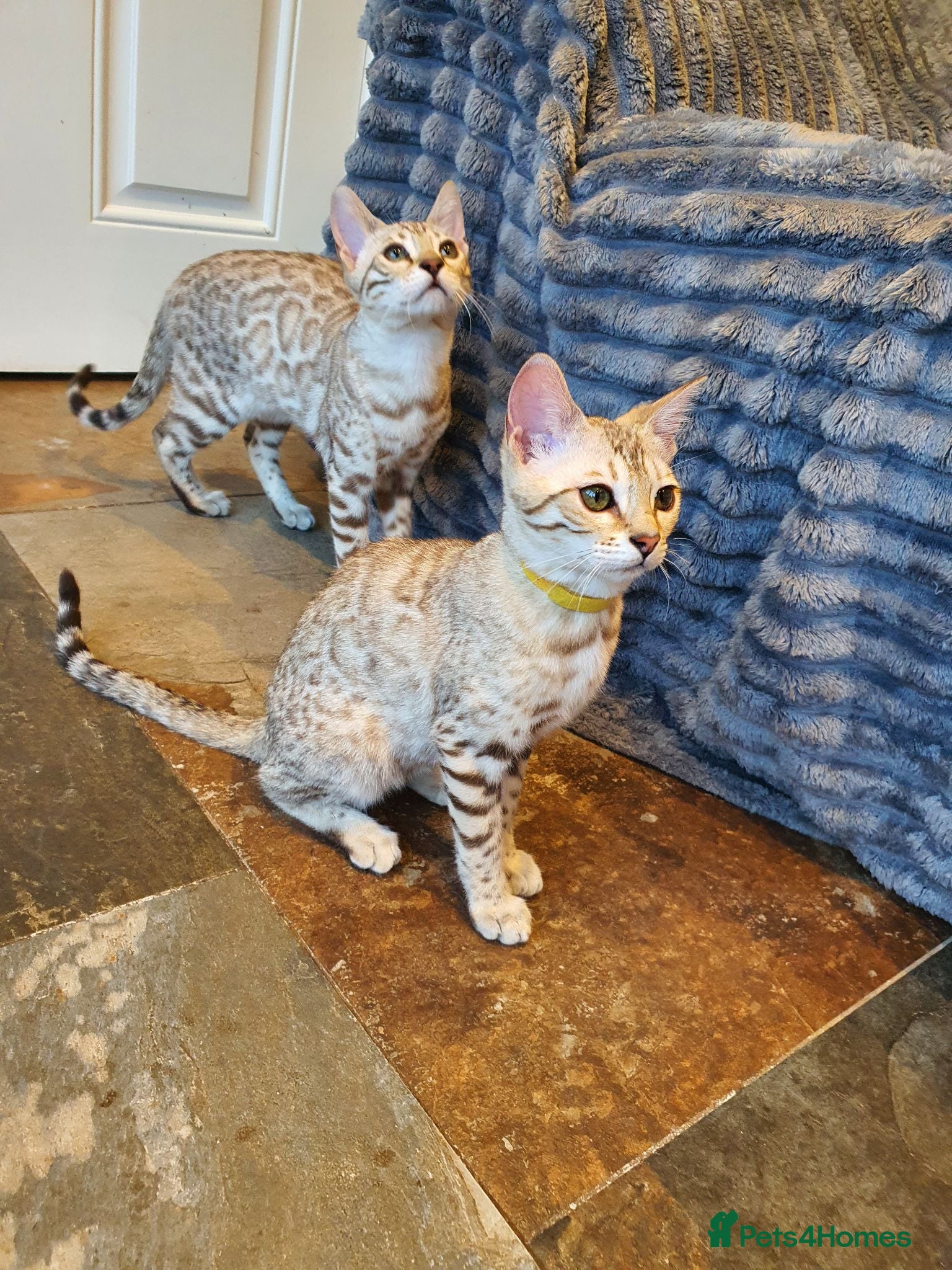 Bengal cats 🐆💕Very Beautiful Tica Registered Bengal Kittens. - Advert 2