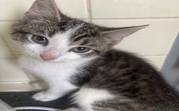 Mixed Breed cats for sale: Emma packer - Image 2