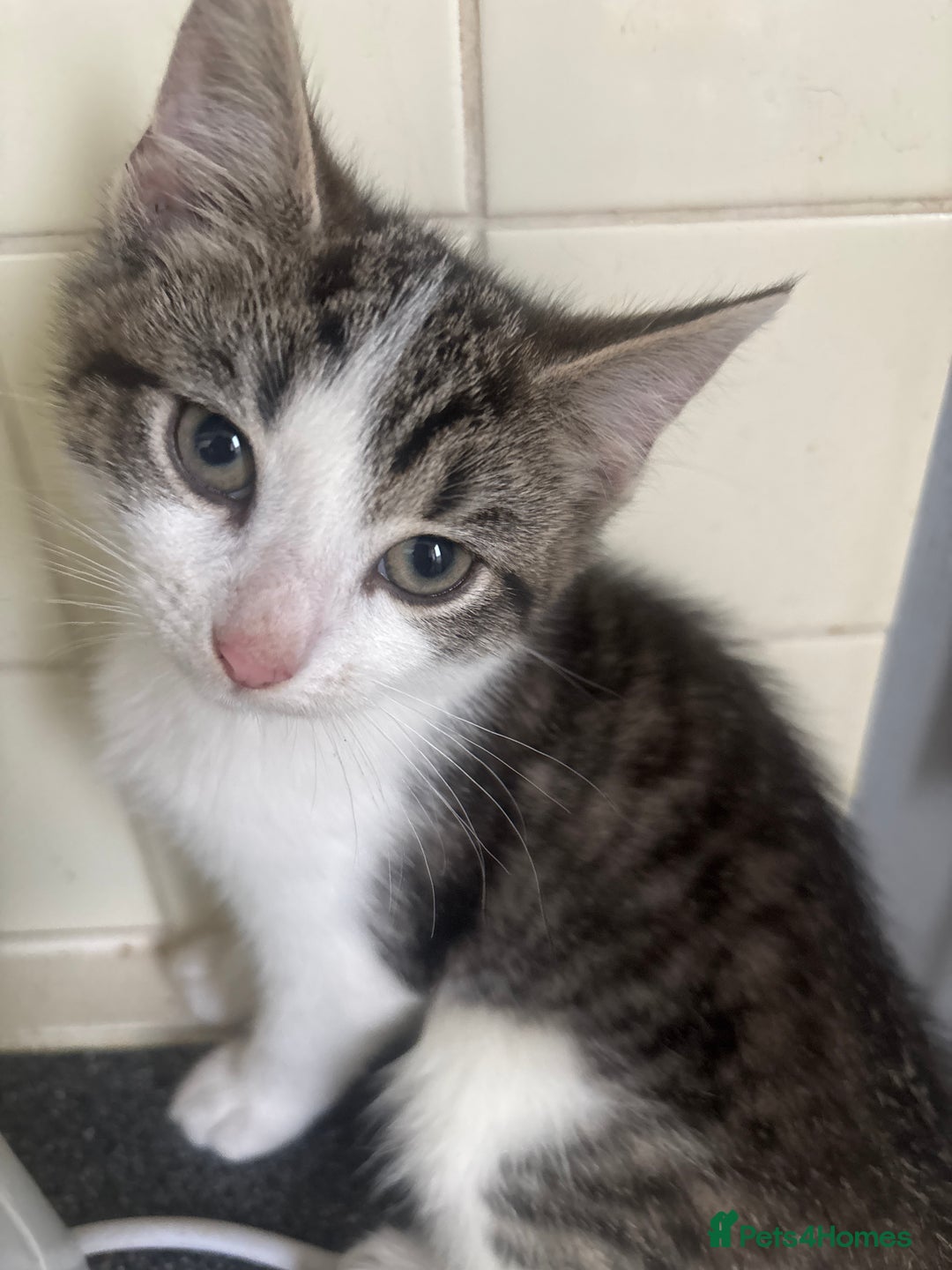 Mixed Breed cats for sale: Emma packer - Image 2
