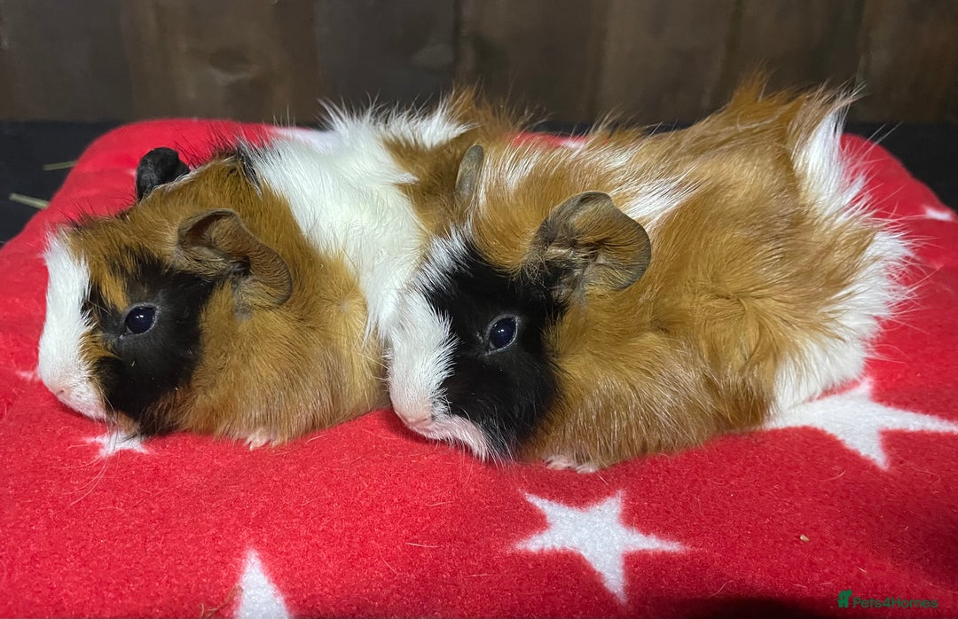 Guinea Pig rodents for sale: 2 sows & 2 boars - Advert 5