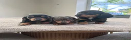 Miniature Dachshund dogs for sale: *** 3 beautiful mini dachshunds ** - Advert 7