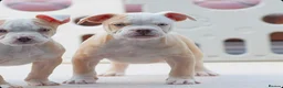 Olde English Bulldogge dogs for sale: 24 years 5⭐️Licensed & Registered, uk No 1  - Advert 4