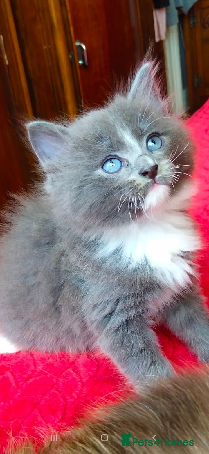 Mixed Breed cats KITTENS - Advert 2