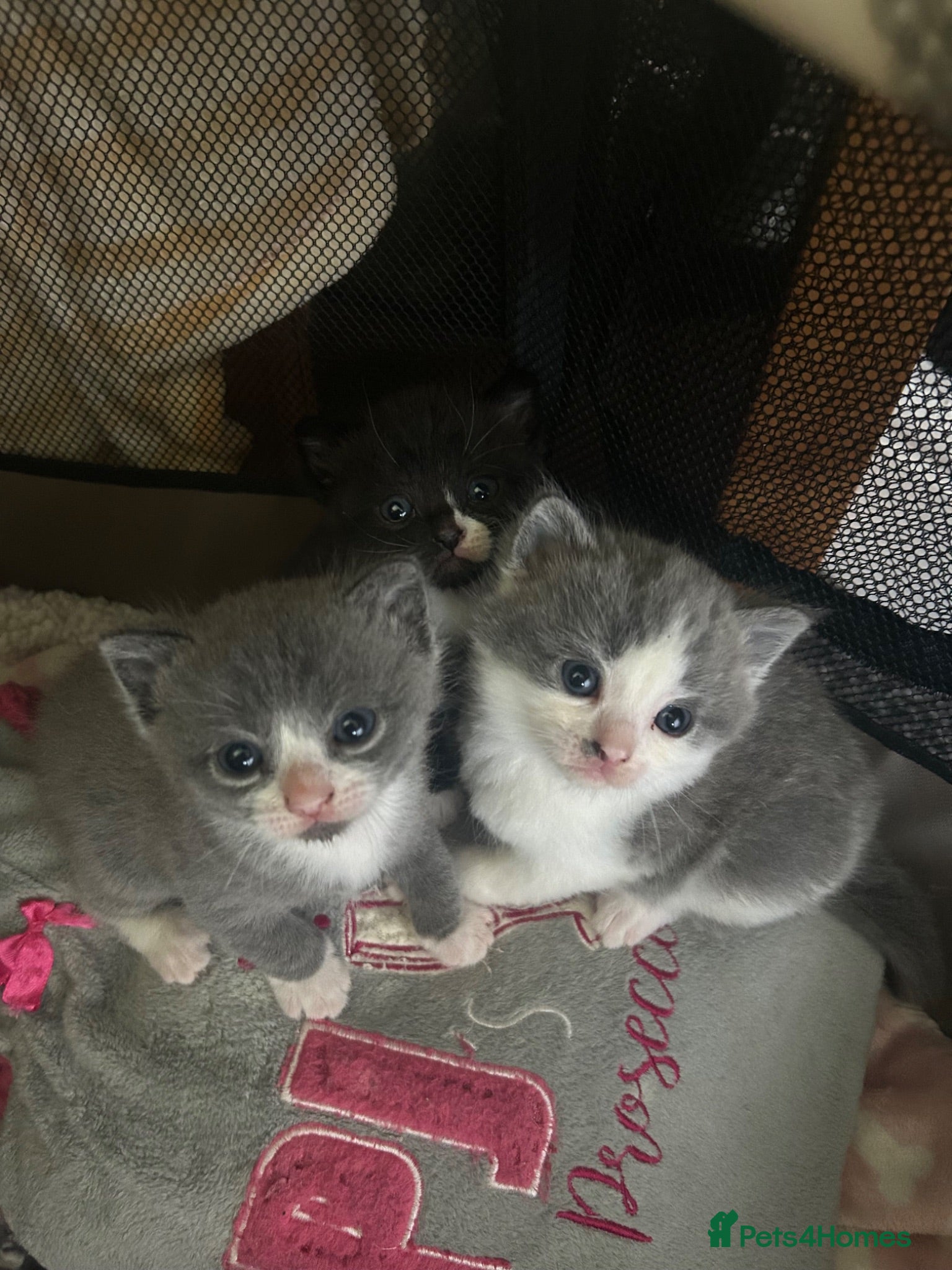 Mixed Breed cats BSH x Ragdoll kittens  - Advert 4
