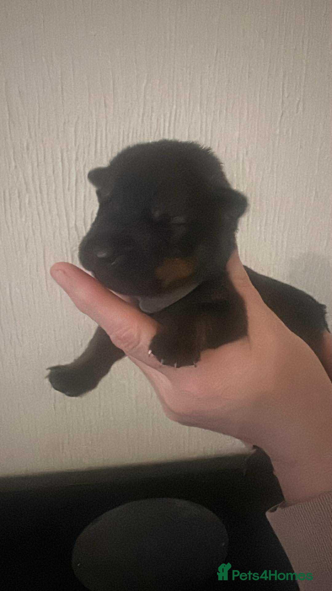 Mixed Breed dogs for sale: Shepweiller Puppies (8/10/25) - Image 4