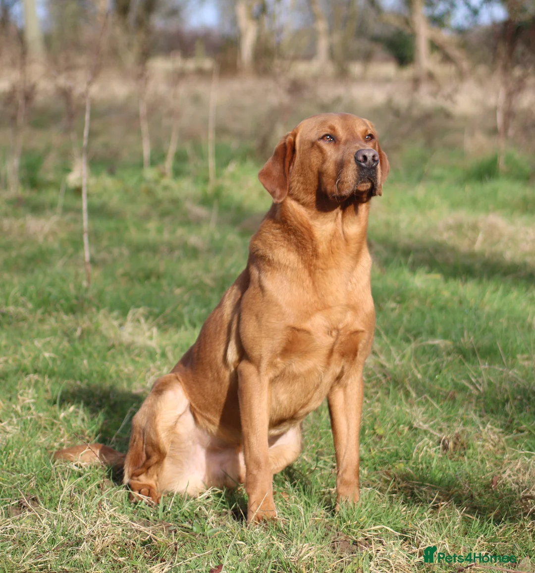 Labrador Retriever dogs for stud: Fox red working Labrador at stud - Advert 9