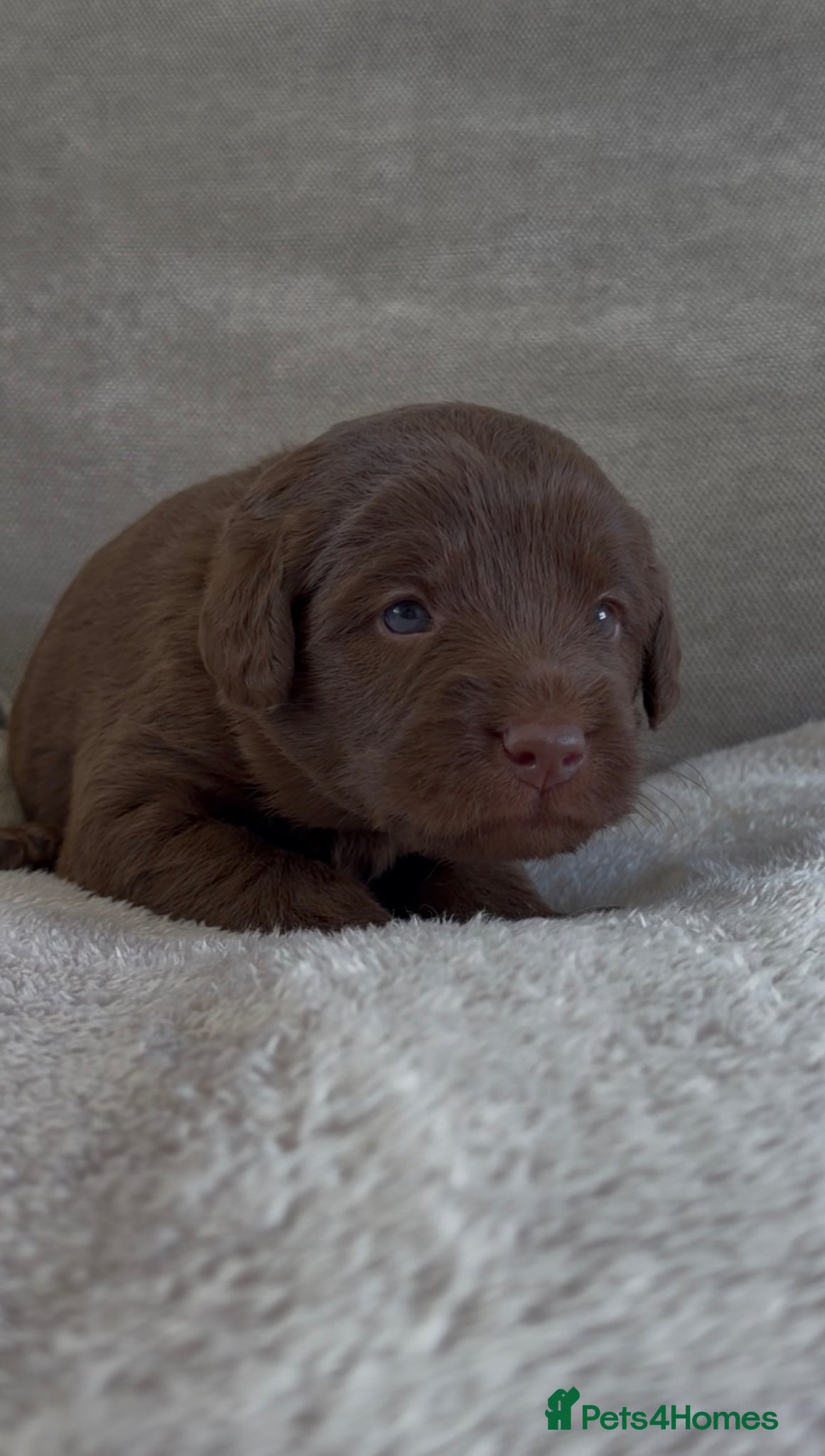 Rolo (green collar)
