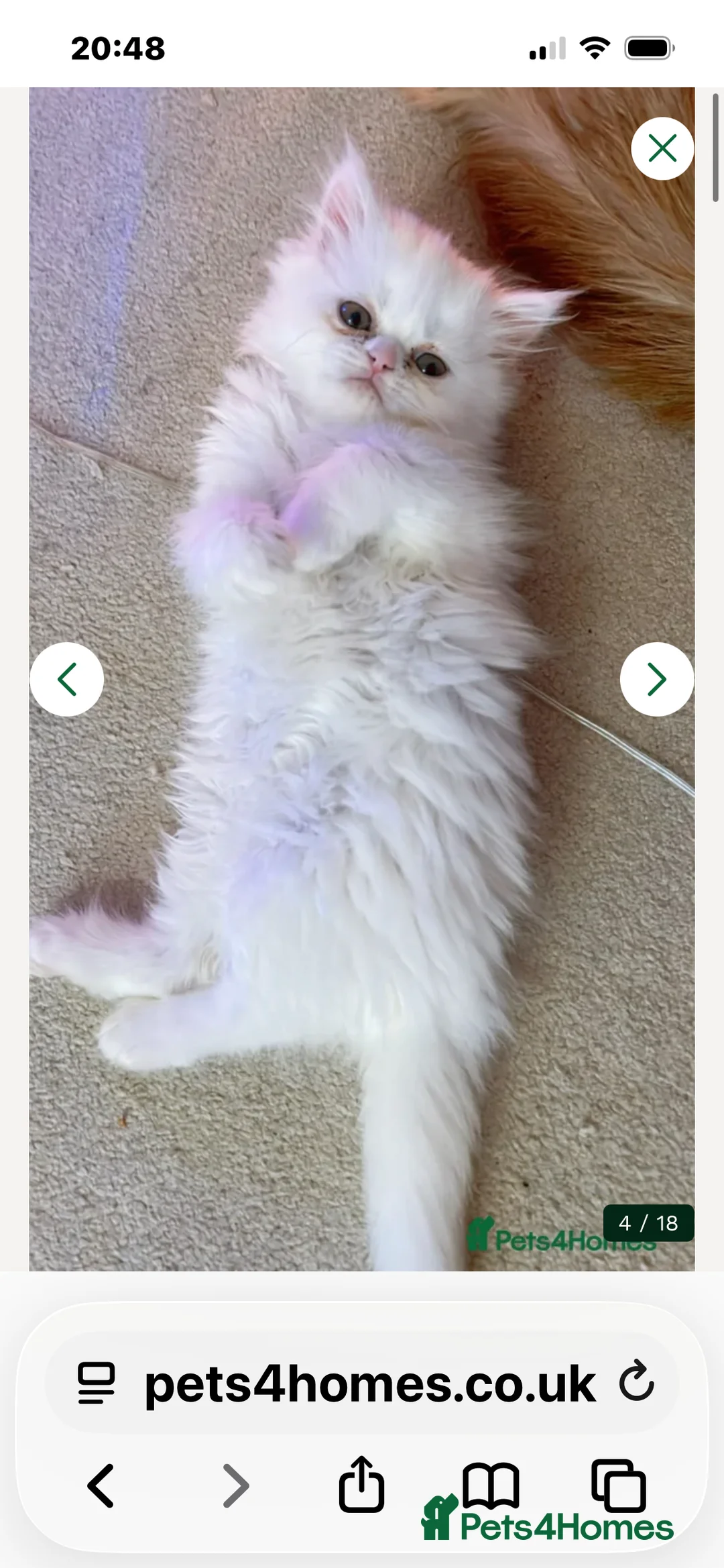Persian cats for sale: ꨁ 🍃 ҉🌺☆ EXOTIC LONG HAIR PERSIAN  - Advert 5