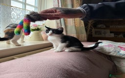 Maine Coon cats for sale: Half Maine Coon kittens**ready now** - Image 22
