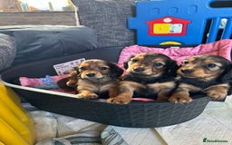 Miniature Dachshund dogs for sale: Dachshund puppies  - Image 2