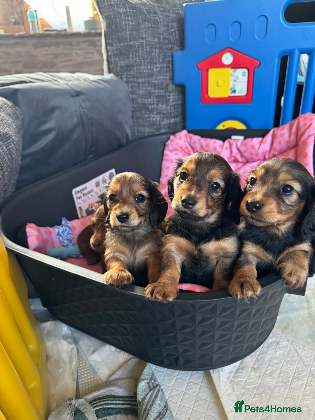 Miniature Dachshund dogs for sale: Dachshund puppies  - Image 2