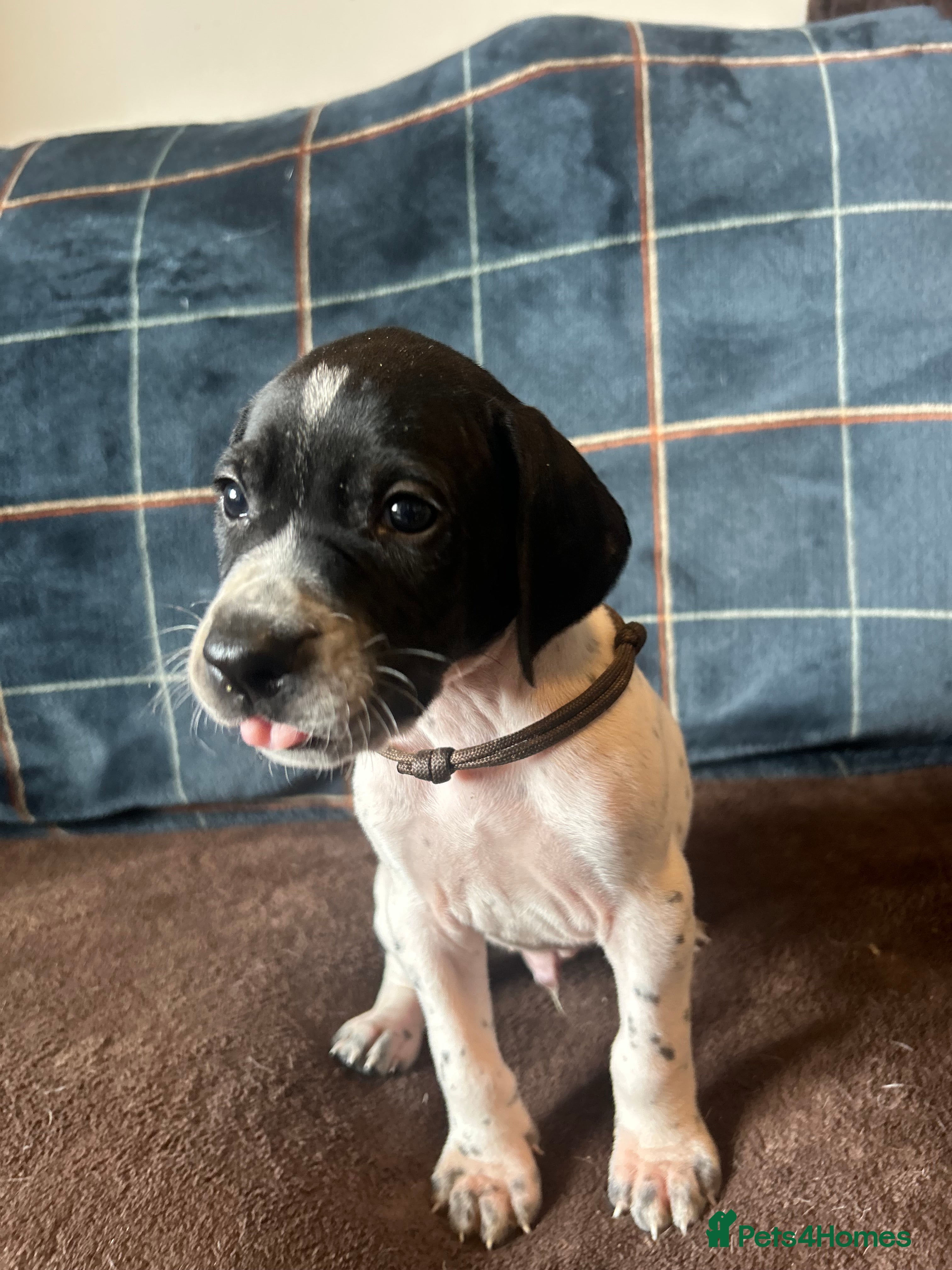 Pointer dogs for sale: KC English Pointer Puppies - Advert 25