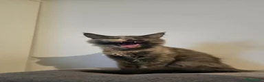 Maine Coon Female