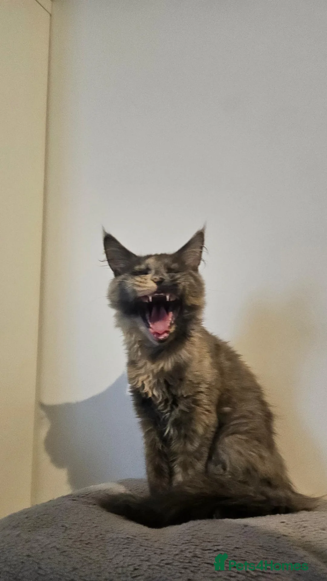 Maine Coon cats for sale: Maine Coon Kitten in Greenford - Advert 2