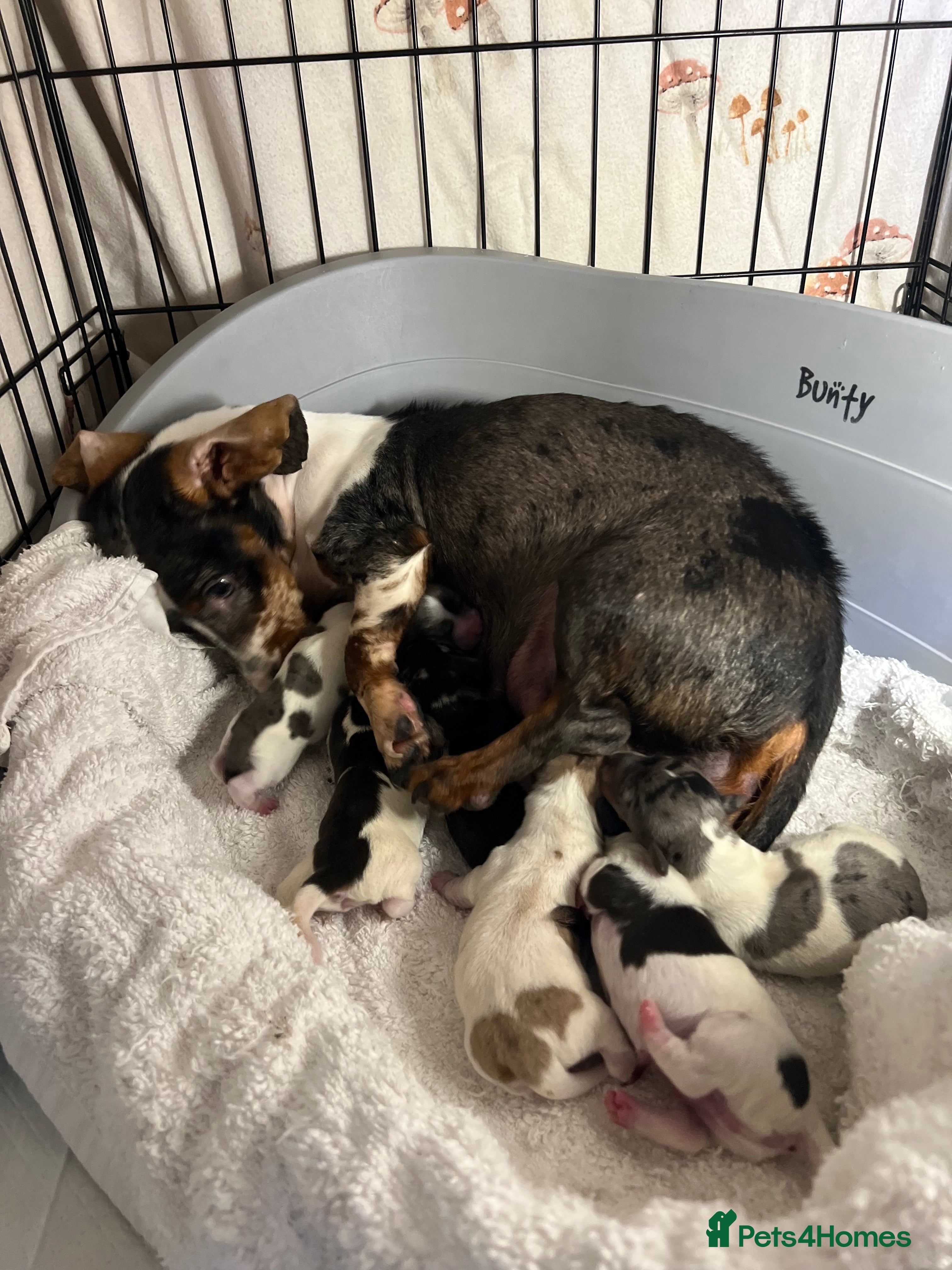 Miniature Dachshund dogs Miniature dachshunds puppies long and short coats - Advert 4