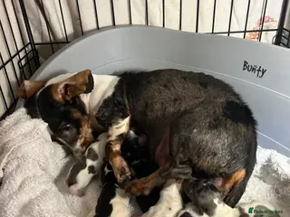 Miniature Dachshund dogs Miniature dachshunds puppies long and short coats - Advert 3