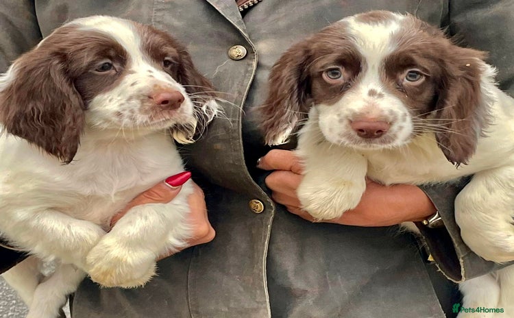 English Springer Spaniel dogs - Advert 4
