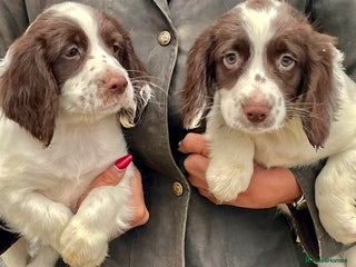 English Springer Spaniel dogs - Advert 8