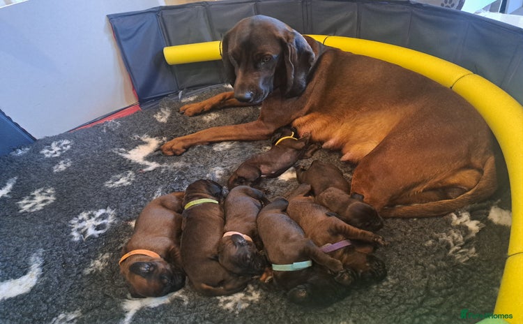 Bavarian Mountain Hound dogs Bavarian mountain hound pups for sale - Advert 7