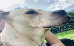 Cane Corso dogs for sale: 3 year old cane corso - Image 4