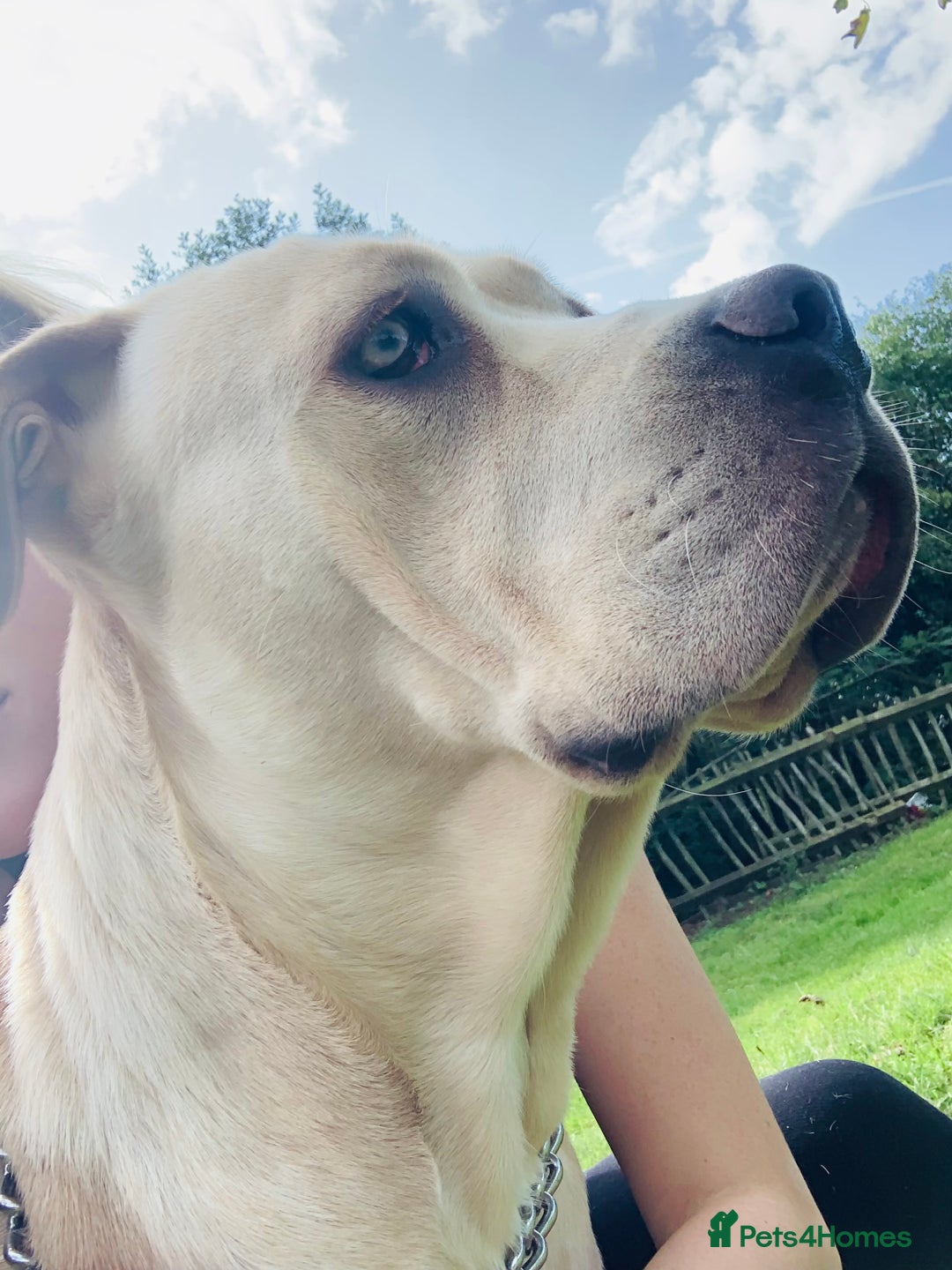 Cane Corso dogs for sale: 3 year old cane corso - Image 4