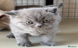 British Shorthair cats for sale: GCCF Reg British Shorthair Kittens - Image 10