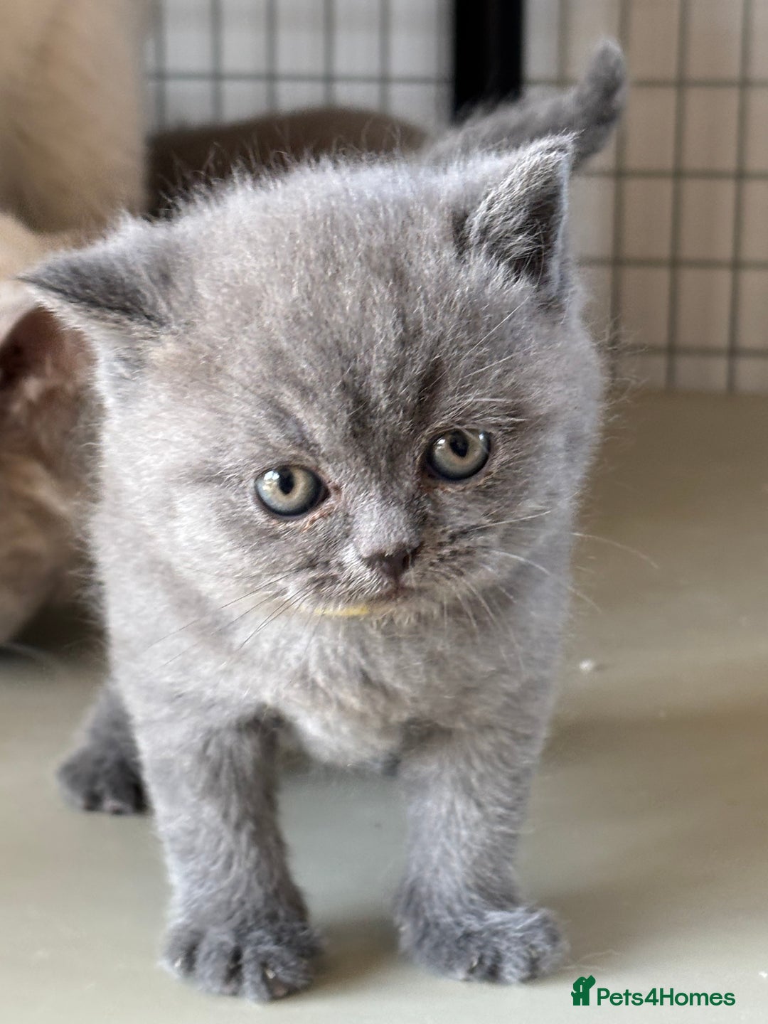British Shorthair cats for sale: GCCF Reg British Shorthair Kittens - Image 10