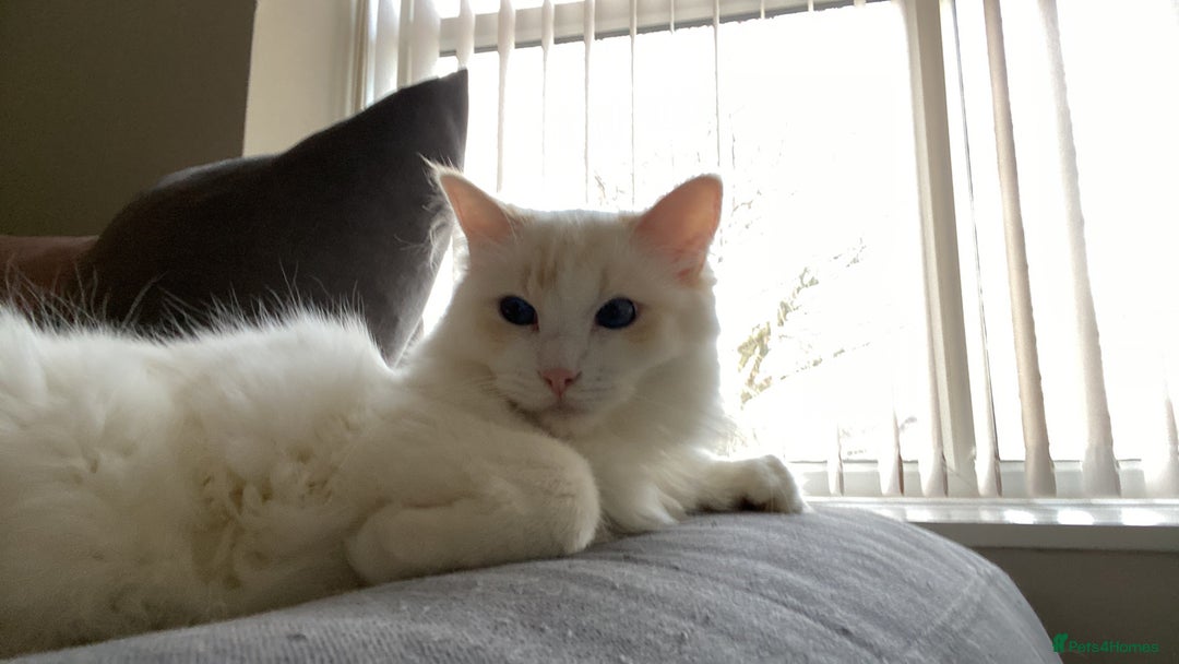 Ragdoll cats for sale: Two Ragdolls for sale. 3 and 2 Beryl & Barry - Image 5