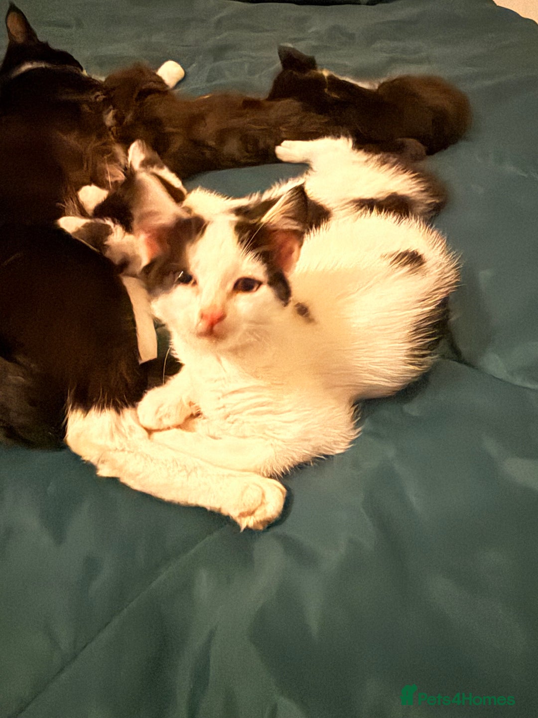 British Shorthair cats for sale: 4 adorable black and white kittens - Advert 6