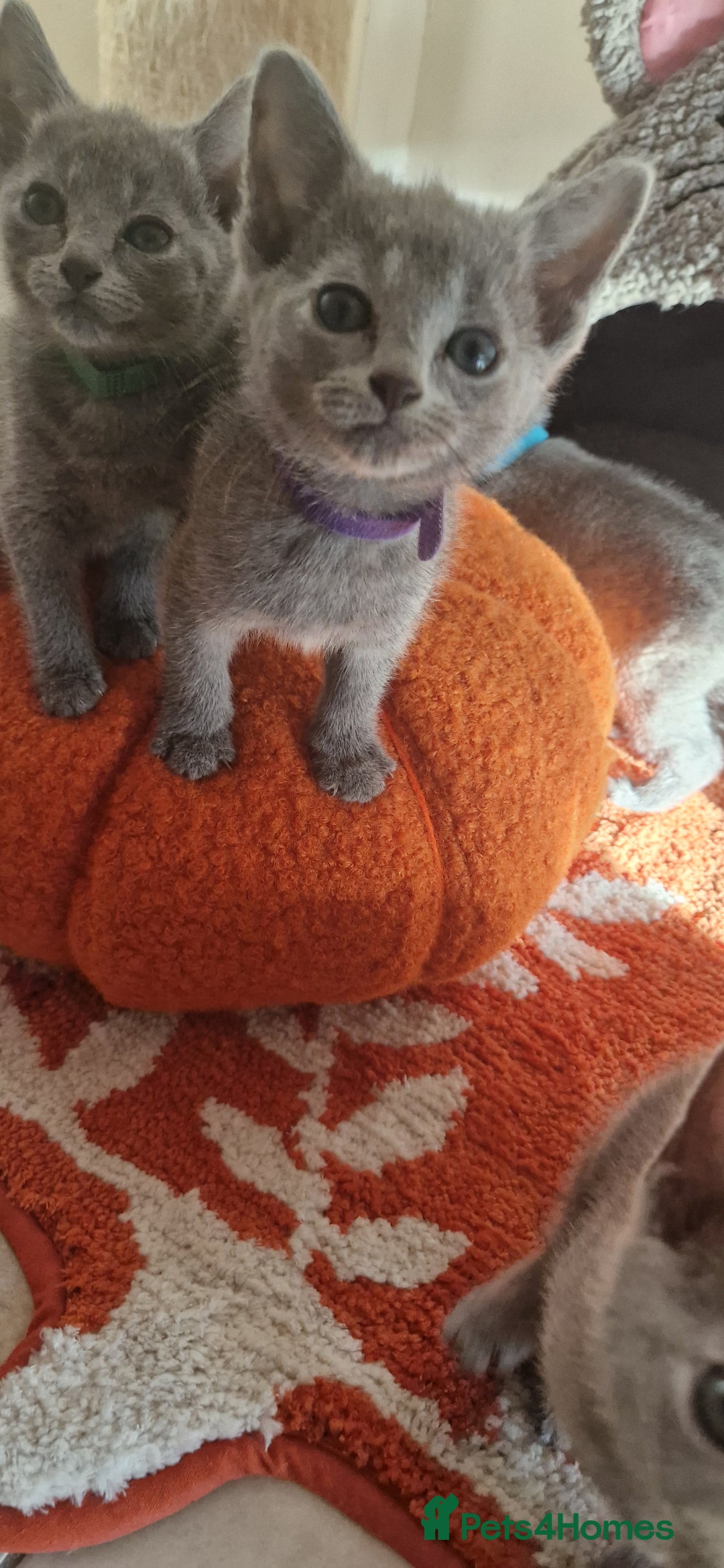 Russian Blue cats for sale: Pure Russian Blue kittens 💙  - Image 6