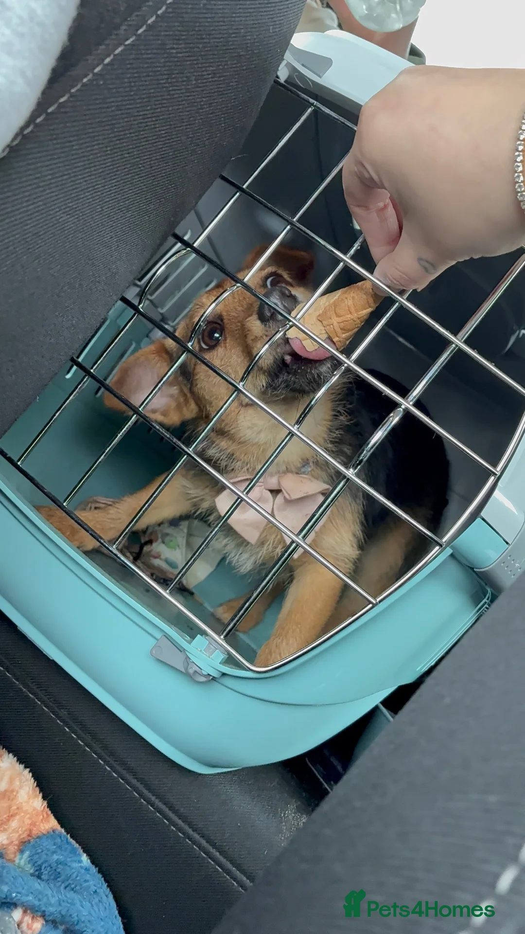 Jack Russell dogs for sale: Free Jack Russell Puppy Needing Forever Home - Advert 2