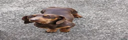 Miniature Dachshund dogs for sale: Miniature dachshund boy - Advert 3