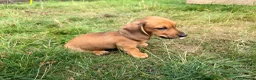 Miniature Dachshund dogs for sale: 5 Mini Smooth & 1 Mini Long Haired Dachshunds - Advert 13