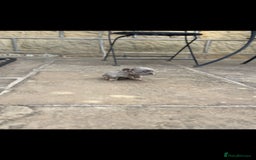 French Bulldog dogs for sale: Miniature French bulldogs carry fluffy  - Image 6