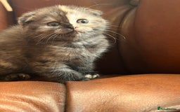 Scottish Fold cats for sale: 💫🐾Adorable kittens looking for loving homes🐾💫 - Image 6