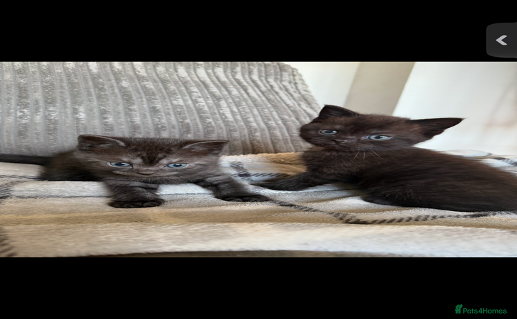 British Shorthair cats - Advert 5